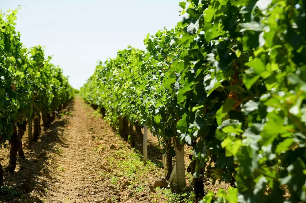 Rangs de vigne dans le vignoble bordelais